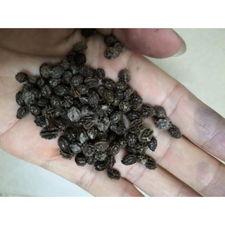 1 Lạng hạt giống đu đủ lùn siêu trái