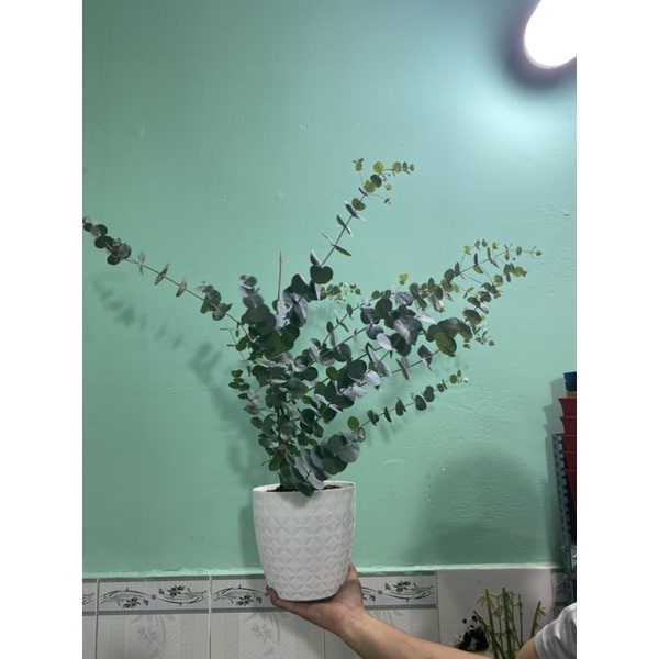 Cây Khuynh Diệp - Bạch Đàn - Dollar Silver, Cây Đôla bạc