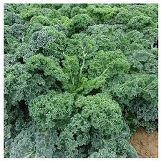 100 hạt giống cải xanh xoăn kale