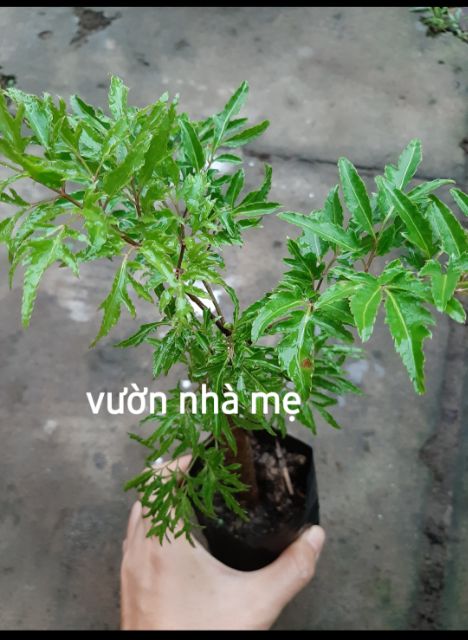 Cây đinh lăng lá nhuyễn ( đinh hương)