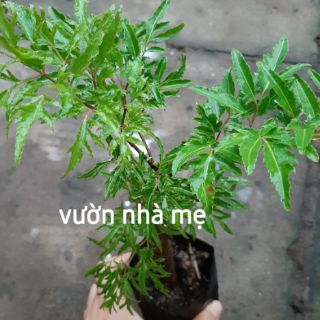 Cây đinh lăng lá nhuyễn ( đinh hương)
