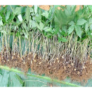 CÂY GIỐNG SÂM NGỌC LINH - CGSNL