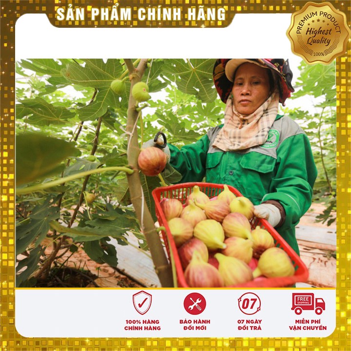 Hạt giống cây sung ngọt mỹ 10 hạt hạt giống sung