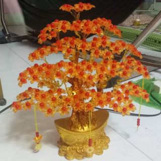 Cay tai loc