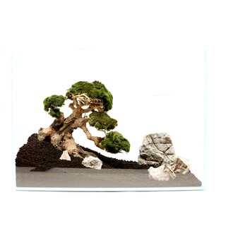 Lũa Bonsai mini cho bể cá thủy sinh 25x20
