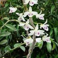 vậttưnôngnghiệpsạch