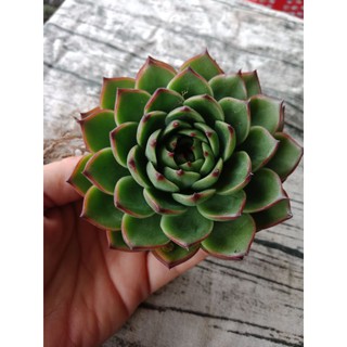 SEN ĐÁ BÁNH BAO LỬA XANH