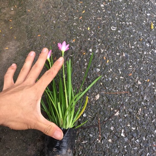 Cây Hoa Tóc Tiên (Cây Huệ Mưa) Trồng Sẵn,Dễ Chăm,Dễ Sống