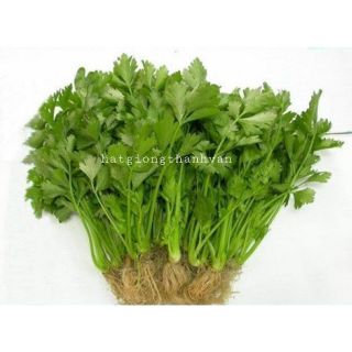 HẠT GIỐNG CẦN TÂY F1