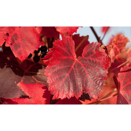 VIÊN UỐNG CHỐNG GIÃN TĨNH MẠCH NHẬT BẢN