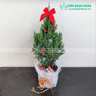 Cây sơn tùng mini trang trí noel 20-30cm