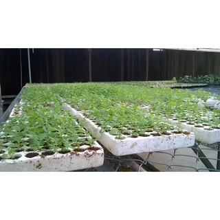 Cây Giống Hoa Cúc Vàng 100 cây trồng chậu chơi tết