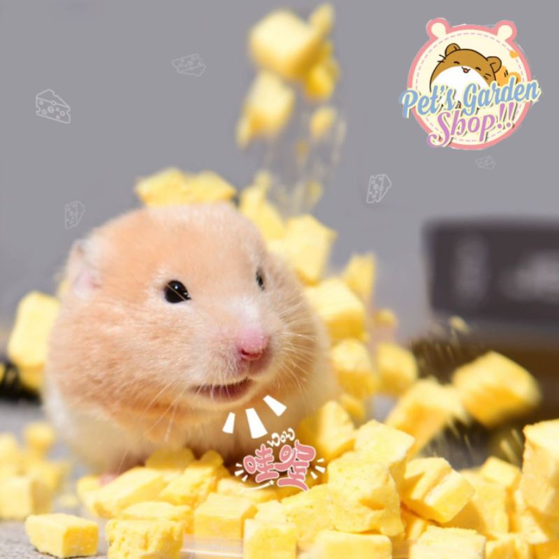 Phô mai sấy cho thú cưng (hamster, chó, mèo)