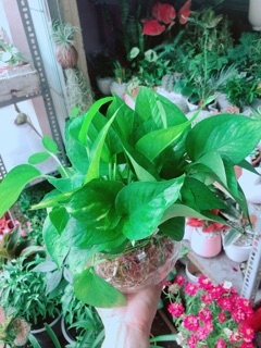 Chậu Trầu Bà Thái Thuỷ Sinh