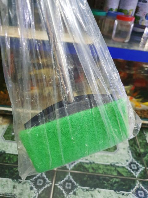 CÂY CHÀ VỆ SINH HỒ CÁ DÀI KHOẢNG 70CM