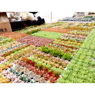 Sen đá vĩ hơn 30 loại .( ngẫu nhiên 1 cây )