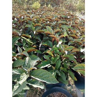 Cây pháo hoa chậu C9 - Clerodendrum Quadriloculare