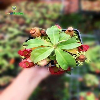 Cây Bắt Mồi Cây Ăn Thịt Năp Ấm Viking x Ampullaria Ấm Tròn Xinh Bắt và ăn thịt côn trùng ruồi muỗi