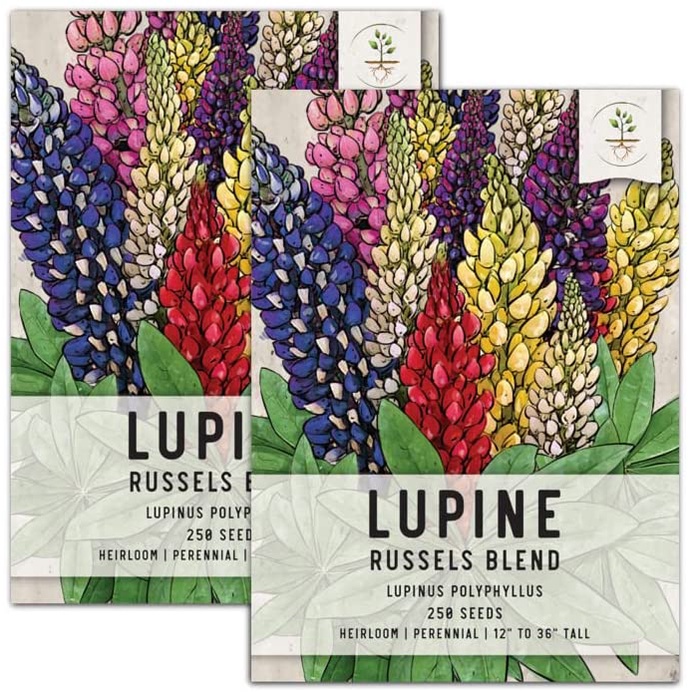Hạt giống HOA ĐẬU LUPIN, Hỗn hợp Lupin Russell (Lupinus polyphyllus) Bộ đôi