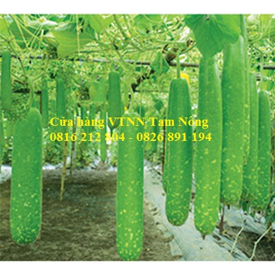 Gói 10 hạt  _ HẠT GIỐNG BẦU SAO LAI F1 _BOHA 01