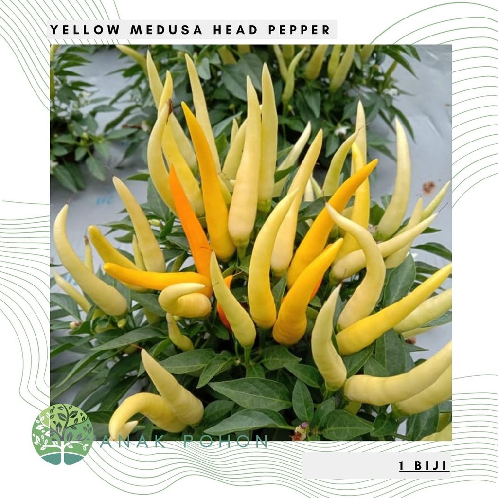 Hạt giống - ỚT Hạt tiêu vàng Medusa Head 15H