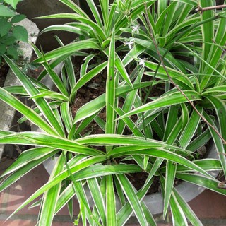 Cây dây nhện, cây phong thủy