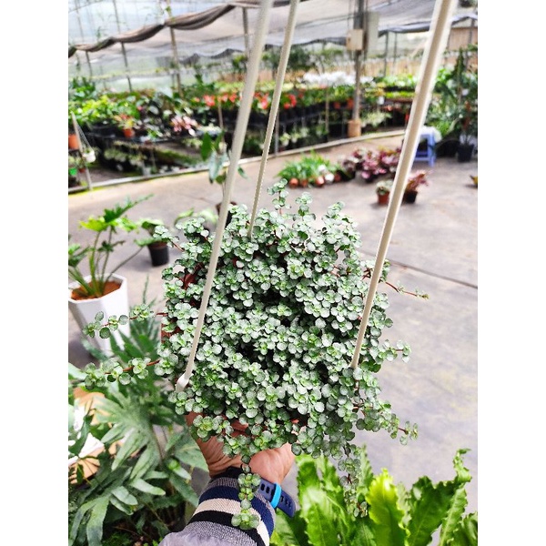 Chậu cứng Pilea Glauca Aquamarine baby tears
