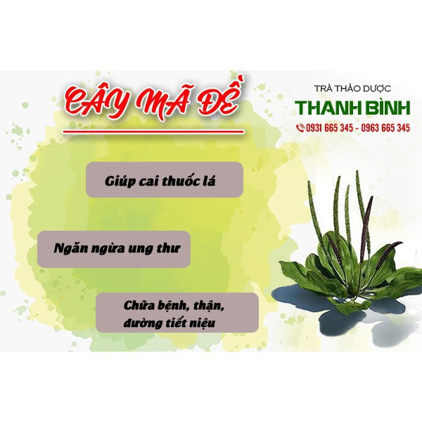 Cây Mã Đề Khô 100g - Thảo Dược Uy Tín - Hàng Công Ty