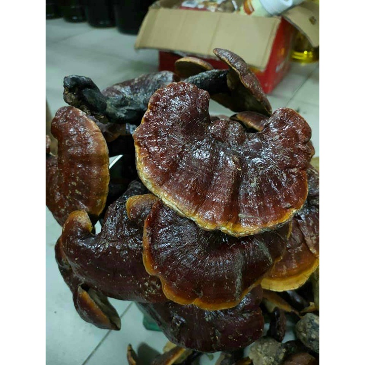 Nấm lim xanh chuẩn rừng tự nhiên