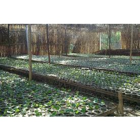 Cây giống Cây Cà phê chè