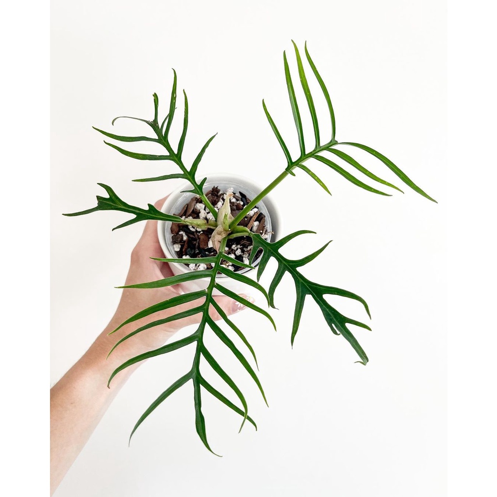 Cây Philodendron Tortum Bao Ship Toàn Quốc - cây giống, cây trang trí nhà, bàn làm việc