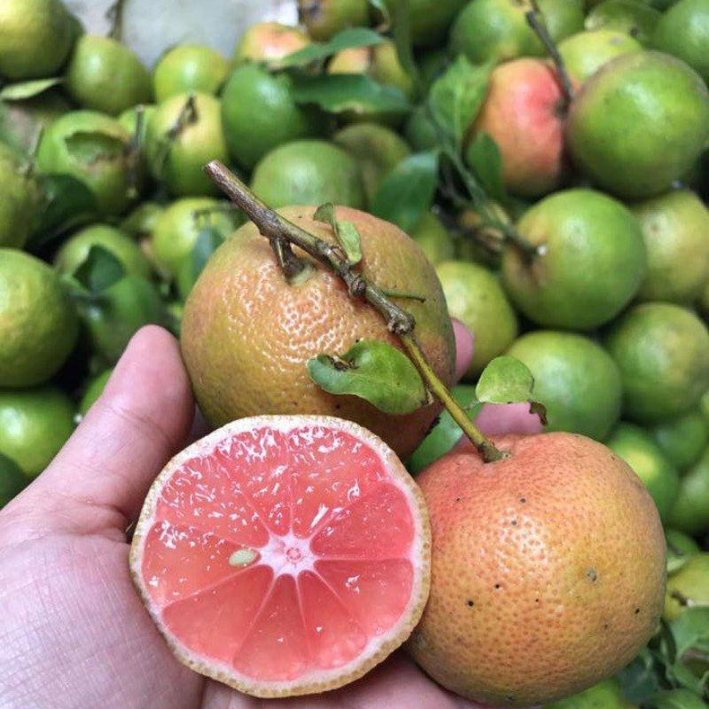 Cây giống Chanh đào