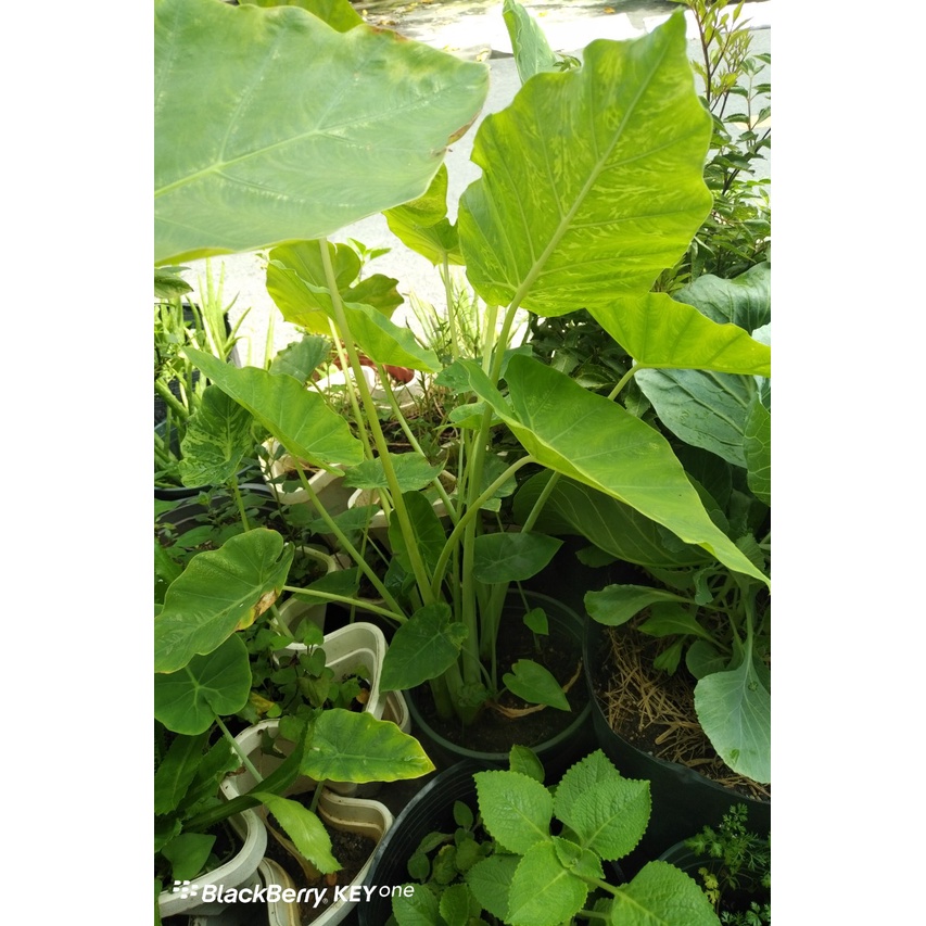 Nowship Cây bạc hà nấu canh chua cao 20 CM  - Cây dọc mùng cao 20cm