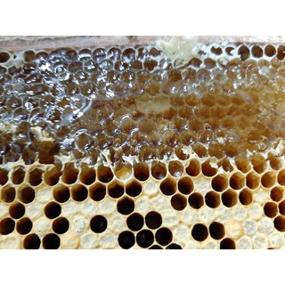 Mật ong hoa nhãn nguyên chất 1kg