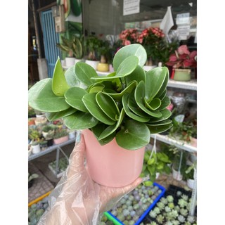 CÂY TRƯỜNG SINH - ĐỂ BÀN CỰC BỀN