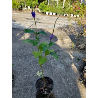 5 Cây cỏ đuôi chuột