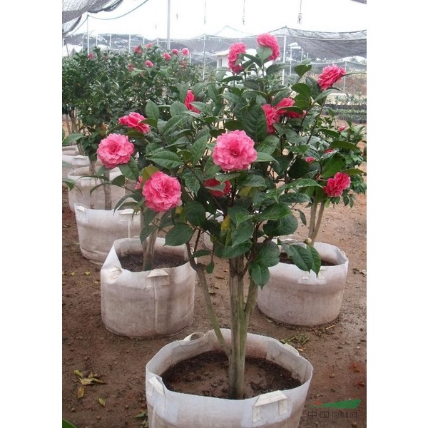 Cây Hoa Trà My Cao 20-60cm