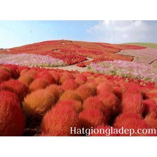 Hạt Giống Cỏ Đổi Màu - 50 Hạt