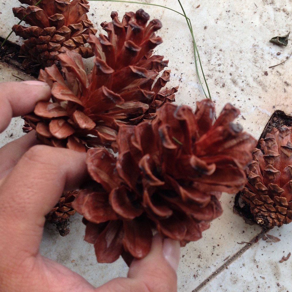 50 Quả thông khô