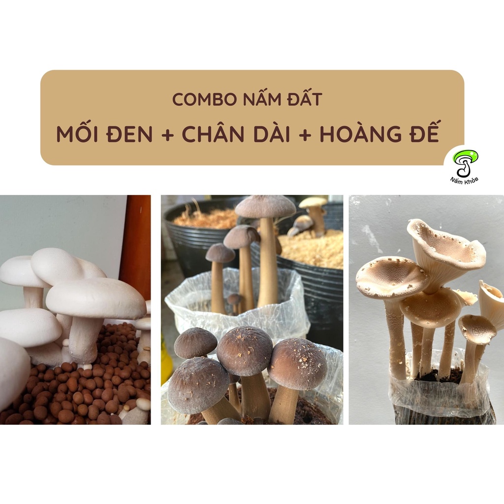 Combo Nấm Đất (2 Hoàng Đế, 2 Chân Dài) Giá gốc - Nấm Khỏe