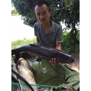 Mồi câu cá đen chép trắm trắng
