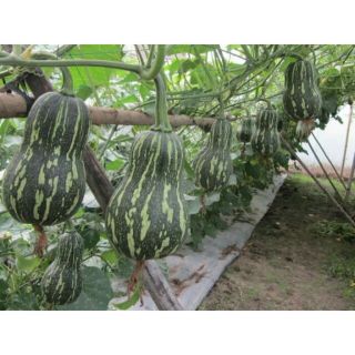 Hạt giống bí đỏ hồ lô + đất dinh dưỡng + phân bò