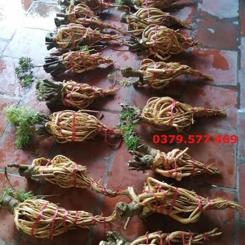 Rễ đinh lăng tươi, dáng chọn lọc (2kg-3kg)