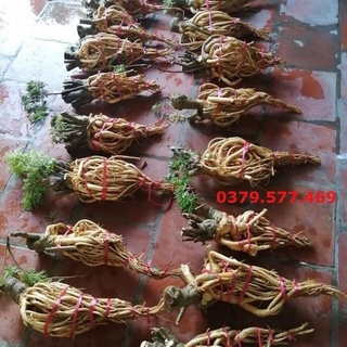 Rễ đinh lăng tươi, dáng chọn lọc (2kg-3kg)