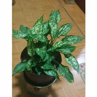 1 c ngọc ngân