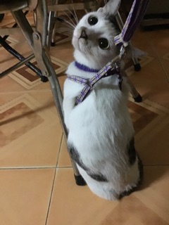 Bộ yếm và dây dắt 2 lớp nhãn thỏ