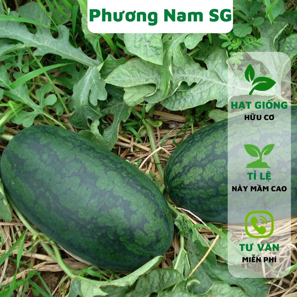 Hạt giống dưa hấu hắc mĩ nhân Phương Nam 10H - E3 Audio Miền Nam