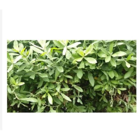 100GR Cây cúc tần khô thom ngon