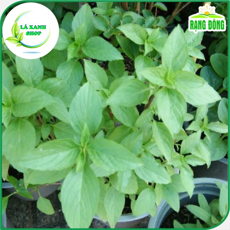 Hạt giống Rau Húng Quế Lá To Kháng Bệnh Tốt, Trồng Quanh Năm (gói 10 gram) - Hạt Giống Rạng Đông