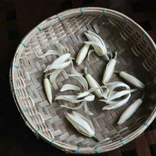 Trà hoa ngọc lan Indonesia